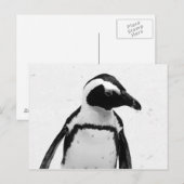 Schwarz-Weiß-Pinguin Postkarte (Vorne/Hinten)