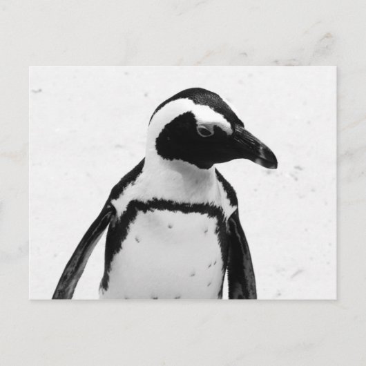 Schwarz-Weiß-Pinguin Postkarte (Vorderseite)