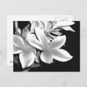 Schwarz-Weiß-Plumeria Postkarte (Vorne/Hinten)