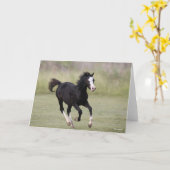 Schwarz-Weiß-Pony Foal läuft Karte (Gelbe Blume)