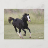 Schwarz-Weiß-Pony Foal läuft Postkarte (Vorderseite)