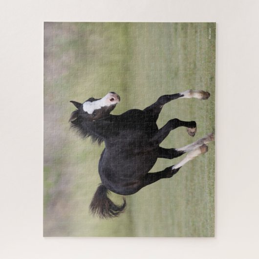 Schwarz-Weiß-Pony Foal läuft Puzzle (Vertikal)