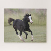 Schwarz-Weiß-Pony Foal läuft Puzzle (Horizontal)