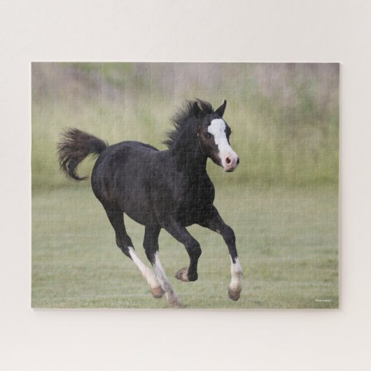 Schwarz-Weiß-Pony Foal läuft Puzzle (Horizontal)