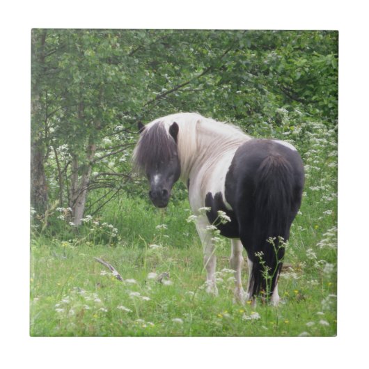 Schwarz-Weiß-Pony in Gras und Blume Fliese (Vorderseite)