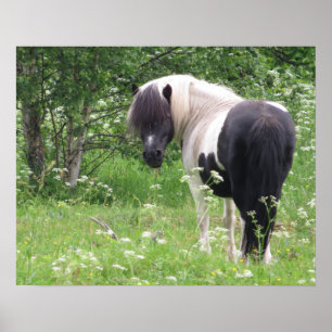Schwarz-Weiß-Pony in Gras und Blume Poster