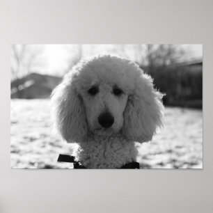 Schwarz-Weiß-Poodle-Gesichter Welpen Poster