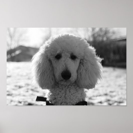 Schwarz-Weiß-Poodle-Gesichter Welpen Poster (Vorne)