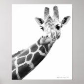 Schwarz-Weiß-Portrait einer Giraffe Poster (Vorne)