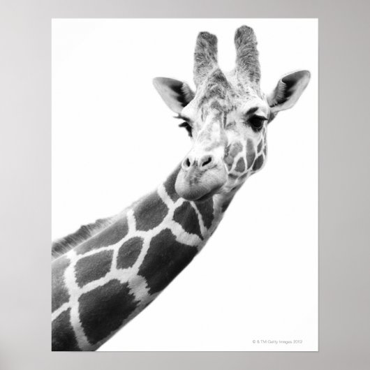 Schwarz-Weiß-Portrait einer Giraffe Poster (Vorne)