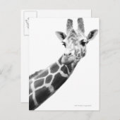 Schwarz-Weiß-Portrait einer Giraffe Postkarte (Vorne/Hinten)
