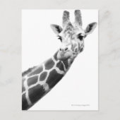 Schwarz-Weiß-Portrait einer Giraffe Postkarte (Vorderseite)