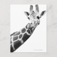 Schwarz-Weiß-Portrait einer Giraffe