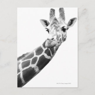 Schwarz-Weiß-Portrait einer Giraffe Postkarte