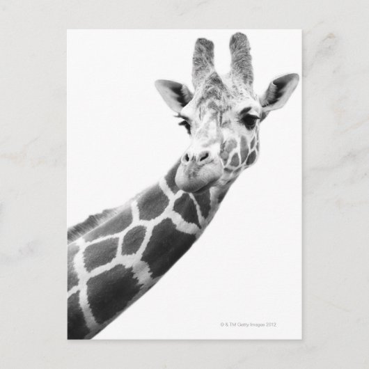 Schwarz-Weiß-Portrait einer Giraffe Postkarte (Vorderseite)