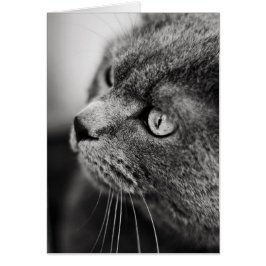 Schwarz-Weiß-Porträt einer Katze - Karte