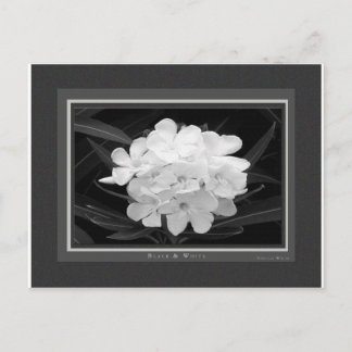 Schwarz/Weiß Postkarte