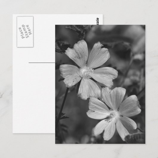 Schwarz/Weiß Postkarte (Vorne/Hinten)
