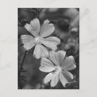 Schwarz/Weiß Postkarte