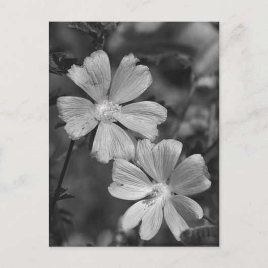 Schwarz/Weiß Postkarte (Vorderseite)