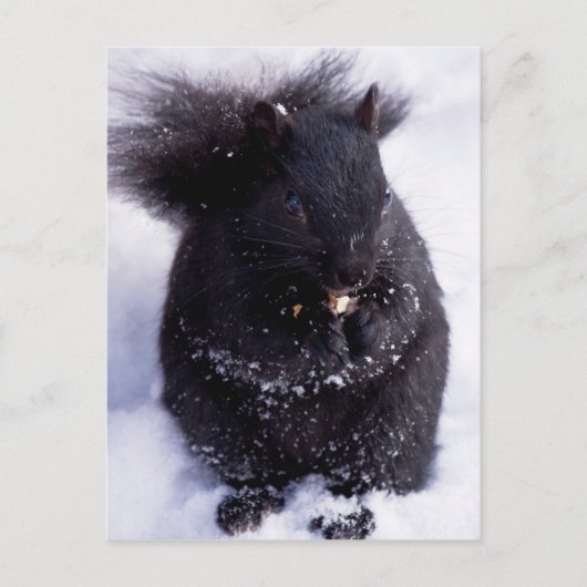 Schwarz-Weiß-Postkarte Postkarte (Vorderseite)