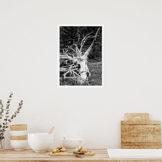 Schwarz-Weiß-Print, Dead Tree Poster (Küche)