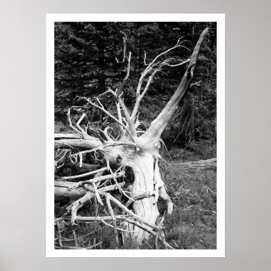 Schwarz-Weiß-Print, Dead Tree Poster (Vorne)