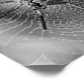 Schwarz-Weiß-Radnetzspinne Poster (Ecke)
