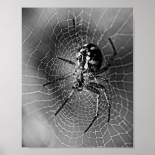 Schwarz-Weiß-Radnetzspinne Poster