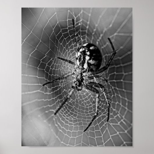Schwarz-Weiß-Radnetzspinne Poster (Vorne)