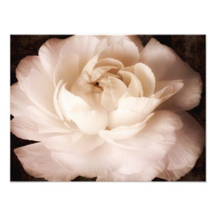 Schwarz-Weiß-Ranunculus-Blume Sepia floral Fotodruck