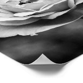 Schwarz-Weiß-Romantische Rose Poster (Ecke)