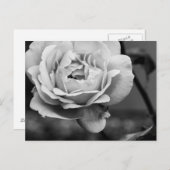 Schwarz-Weiß-Romantische Rose Postkarte (Vorne/Hinten)