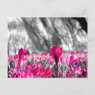 Schwarz-weiß-Rosa-Blume Monochrome Postkarte