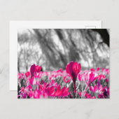 Schwarz-weiß-Rosa-Blume Monochrome Postkarte (Vorne/Hinten)