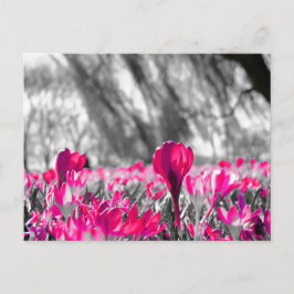 Schwarz-weiß-Rosa-Blume Monochrome Postkarte