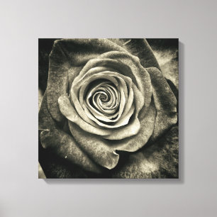Schwarz-Weiß-Rose Leinwanddruck
