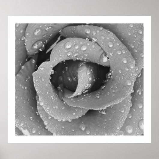 Schwarz-Weiß-Rose mit Morgengrauen Poster (Vorne)