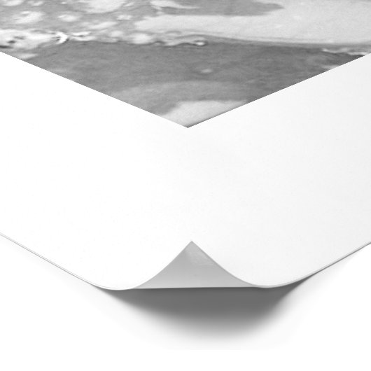 Schwarz-Weiß-Rose mit Morgengrauen Poster (Ecke)