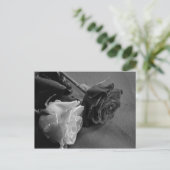 Schwarz-Weiß-Rose Postkarte (Stehend Vorderseite)