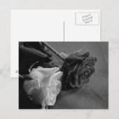 Schwarz-Weiß-Rose Postkarte (Vorne/Hinten)