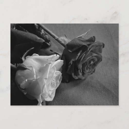 Schwarz-Weiß-Rose Postkarte (Vorderseite)