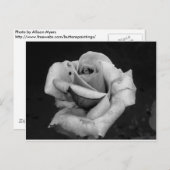 Schwarz-Weiß-Rose Postkarte (Vorne/Hinten)