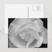 Schwarz-Weiß-Rose Postkarte (Vorne/Hinten)