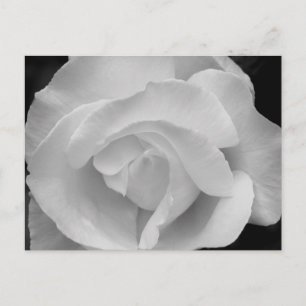 Schwarz-Weiß-Rose Postkarte
