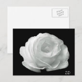 Schwarz-Weiß-Rose Postkarte (Vorne/Hinten)