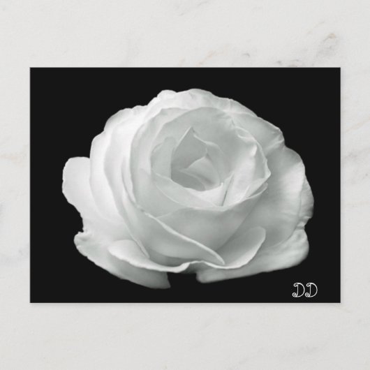 Schwarz-Weiß-Rose Postkarte (Vorderseite)