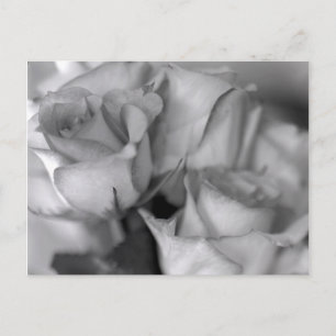 Schwarz-Weiß-Rosen Postkarte