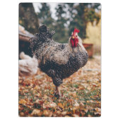 Schwarz-Weiß-Roster mit zwei Hühnern in der Natur Klemmbrett (Rückseite)