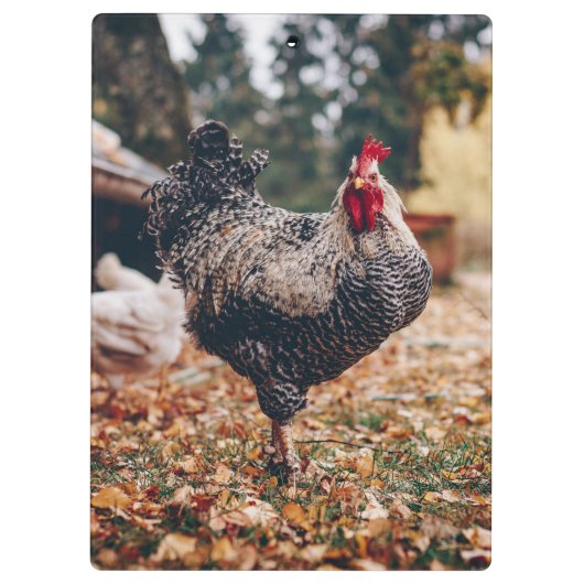 Schwarz-Weiß-Roster mit zwei Hühnern in der Natur Klemmbrett (Rückseite)